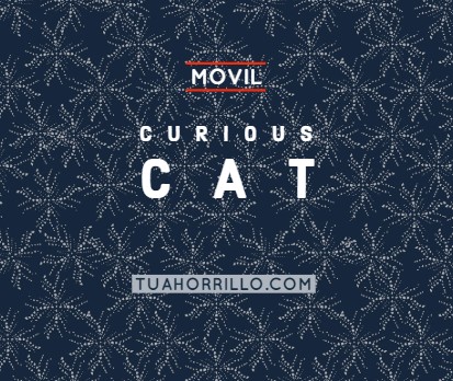 curious cat